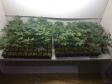 PM apreende 155 mudas de maconha, carregadores, munições, fertilizantes e demais materiais em Colombo
