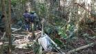 Policiais ambientais prendem dupla que extraia palmito do Parque Nacional do Iguaçu
