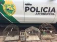 Polícia Ambiental resgata aves silvestres no Noroeste do Paraná 