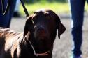 Paraná sedia Certificação Nacional em Cães em Foz do Iguaçu (PR), no Oeste do estado