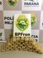 BPFron apreende mais de 25 quilos de maconha na Fronteira de Paraná com o Paraguai