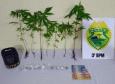 No Sudoeste do estado, 12 pés de maconha são apreendidos por policiais militares; três pessoas são encaminhados