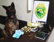 Ações distintas resultam na apreensão de drogas, veículos e até cachorros utilizados na prática de caça em Pato Branco (PR)