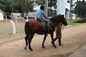 Pinhais, 05 de Abril de 2019. Inauguração Haras Palmital.
