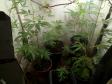 PM desmantela laboratório de cultivação de maconha prende trio com envolvimento no tráfico de drogas em situações distintas na Capital
