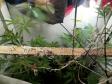 PM desmantela laboratório de cultivação de maconha prende trio com envolvimento no tráfico de drogas em situações distintas na Capital