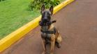 Na primeira ação policial, cão da PM auxilia na apreensão de mais de um quilo de maconha