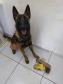 Na primeira ação policial, cão da PM auxilia na apreensão de mais de um quilo de maconha