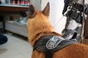 Curitiba, 24 de Maio de 2019. 24-05-2019. Operação do 1º CRPM desmonta laboratório de drogas no Tingui. Foto: cachoro auxiliou nas buscas pelas drogas.