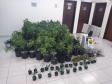 Na capital do estado, 243 pés de maconha são apreendidos por policiais militares do 20º Batalhão