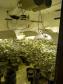 Na capital do estado, 243 pés de maconha são apreendidos por policiais militares do 20º Batalhão
