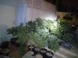 Na capital do estado, 243 pés de maconha são apreendidos por policiais militares do 20º Batalhão