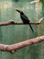 Pássaro debilitado é resgatado pelo BPAmb-FV, passa por tratamento e se torna novo membro do Parque das Aves em Foz do Iguaçu