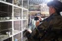 Curitiba, 23 de julho de 2019. BPAmb deflagra a Operação Curio Livre. Foto: Policiais do BPAmb indentificam alguns passarinhos encontrados numa das residências alvo da Operação Curio Livre.