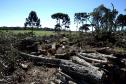 Desmatamento de Pinheiros, Embuia e arvores nativas, a 120 km de Curitiba no município de Piên, tecnicos do Instituto Ambiental do Paraná, IAP e Polícia Florestal, multaram econfiscaram toda a madeira derrubada, as multas chegaram a 80 mil reais, o total da área desmatada é de 12 ectares divididos em cinco propriedades, foram 86 pinheiros, 406 ávores nativas, 154 metros de lenha estaleirado e 17 toras de pinheiros estaleirados, Piên-Pr 27,07,2005>Foto Denis Ferreira Netto.