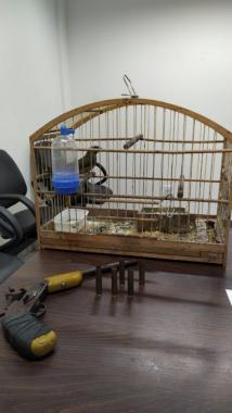 Arma de fogo e pássaro sem documento são apreendidos pela PM na Região Metropolitana de Curitiba 