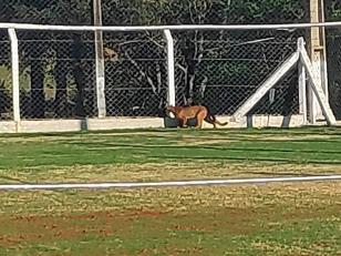 BPAmb-FV ajuda IAP a soltar onça parda que estava presa em um campo de futebol em Campo Mourão (PR)