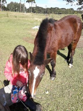 PM recupera animal furtado de chácara em Palmas(PR), no Sudoeste do Estado 