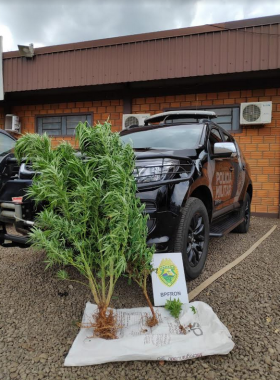 BPFron apreende plantas de maconha em Marechal Cândido Rondon (PR)