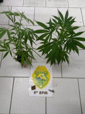 Plantas de maconha são apreendidas em residência no bairro Piçarras, em Guaratuba