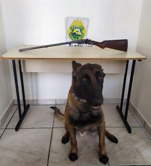 Em Ponta Grossa (PR), PM prende espingarda com ajuda de cão de faro 