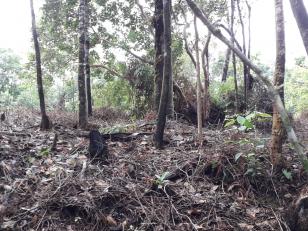Polícia Ambiental flagra destruição de vegetação nativa e aplica mais de R$ 10 mil em multas no Litoral do estado