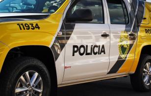 No Capão Raso, ROCAM apreende dois pés de maconha de aproximadamente dois metros de altura