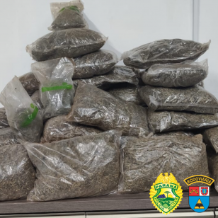 BPRv apreende mais de 36 quilos de Skunk no Noroeste do estado; casal é preso