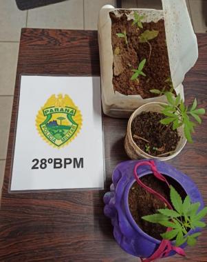 No Sudeste do estado, PM apreende pés de maconha