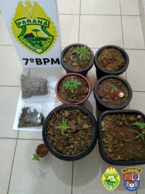 PM recebe denúncia e encontra plantas de maconha no assoalho de residência em Rondon (PR)
