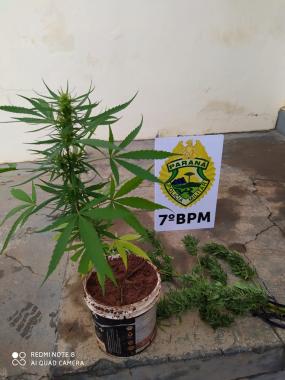 No Noroeste do estado, PM apreende pés de maconha e cumpre Mandado Judicial em situações distintas