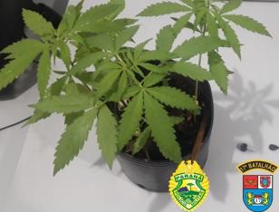 Na RMC, PM encaminha adolescente e apreende cinco mudas de maconha