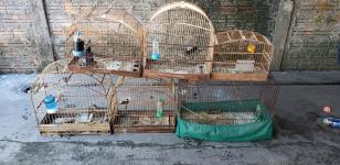 Polícia Ambiental lavra multa de R$ 16,5 mil para homem que mantinha aves silvestres em casa, no Litoral do estado
