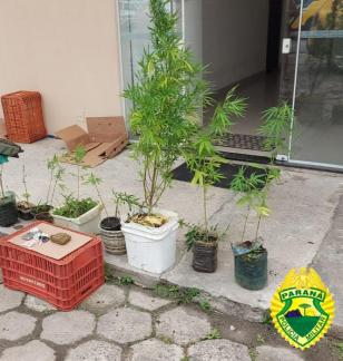 PM checa denúncia do 181 de plantio de maconha em Guaratuba e prende quatro envolvidos com o tráfico