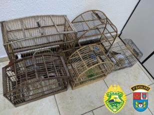 ROCAM de Guaratuba encaminha um homem por tráfico de drogas e por manter aves silvestres em cativeiro 