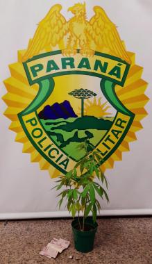 Adolescente é encaminhado pela PM por cultivar planta de maconha para venda em Fazenda Rio Grande, na RMC