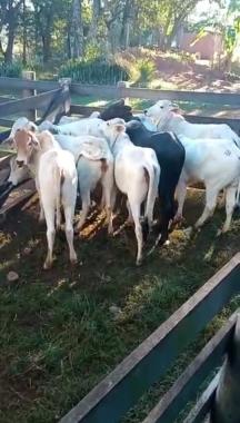 Menos de um dia após furto, PM recupera oito cabeças de gado e as devolve à proprietário, em Santa Helena (PR)