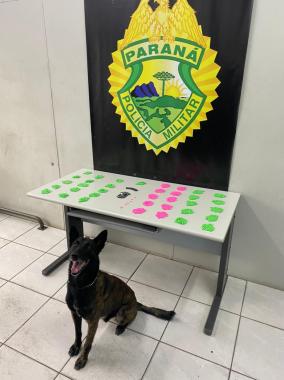 Cão de faro do BPChoque localiza ecstasy em ônibus de viagem na Rodoferroviária de Curitiba 