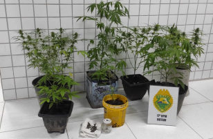Policiais militares descobrem mudas de maconha dentro de terreno e mulher acaba presa em Paranaguá