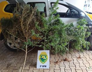 No Sudoeste do estado, PM prende dois homens e apreende seis pés de maconha