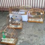 BPAmb-FV fecha cativeiro e salva seis aves silvestre em Cianorte, no Noroeste do estado