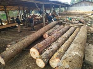 Batalhão da PM deflagra Operação Pinheiros I e localiza madeira de araucária