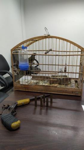 Arma de fogo e pássaro sem documento são apreendidos pela PM na Região Metropolitana de Curitiba