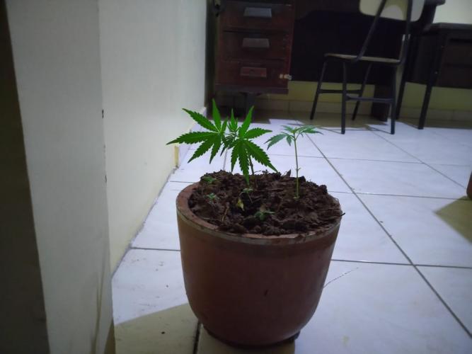 PM apreende pés de maconha após abordagem em Sapopema (PR)