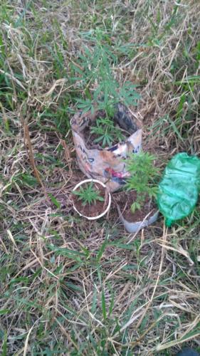 No Norte Pioneiro, policiais militares apreendem pés de maconha e uma motocicleta