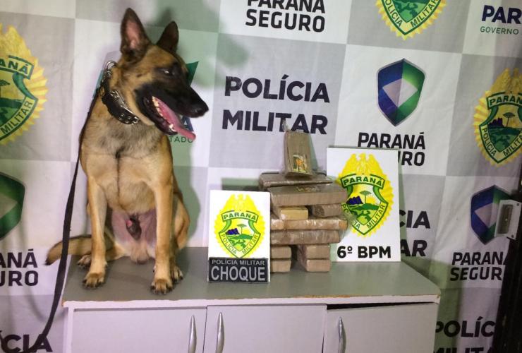Cão da PM localiza mala com mais de 11 quilos de maconha em Cascavel (PR)