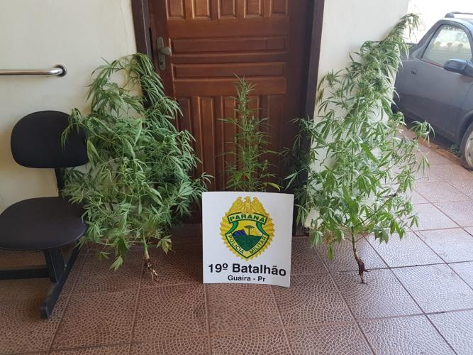 No Sudoeste do estado, PM prende mulher e apreende três pés de maconha após denúncia anônima