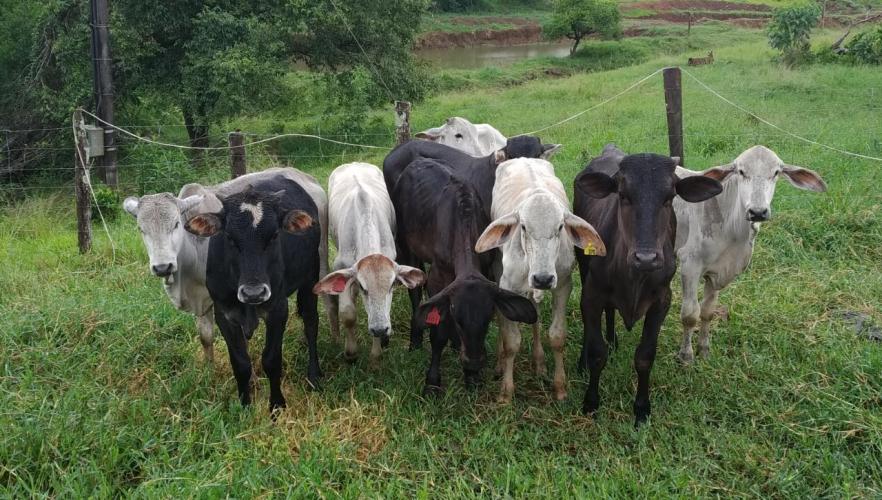 PM recupera animais furtados de áreas rurais em São Jorge D´Oeste, no Sudoeste do estado