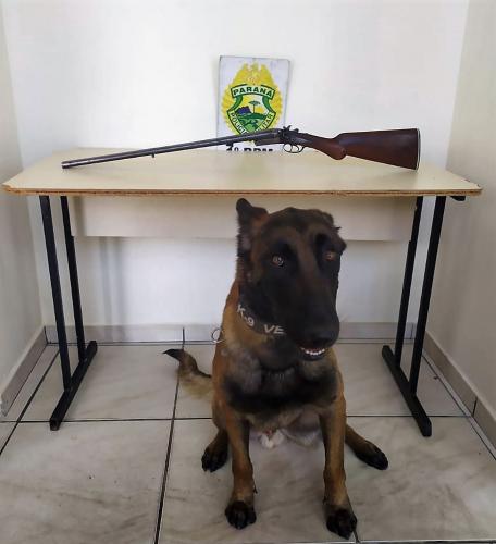 Em Ponta Grossa (PR), PM prende espingarda com ajuda de cão de faro