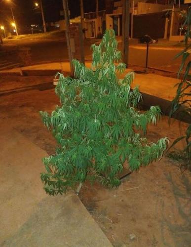 Policiais militares apreendem pé de maconha em Cianorte (PR)